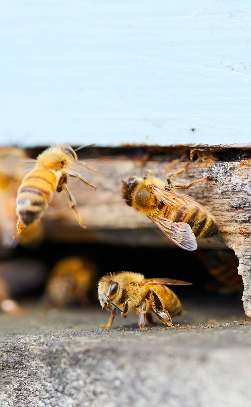 Comvita | Apprentice Beekeeper - Queen Rearing