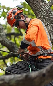 Wellington City Council | Arborist - Expression of Interest for all levels!