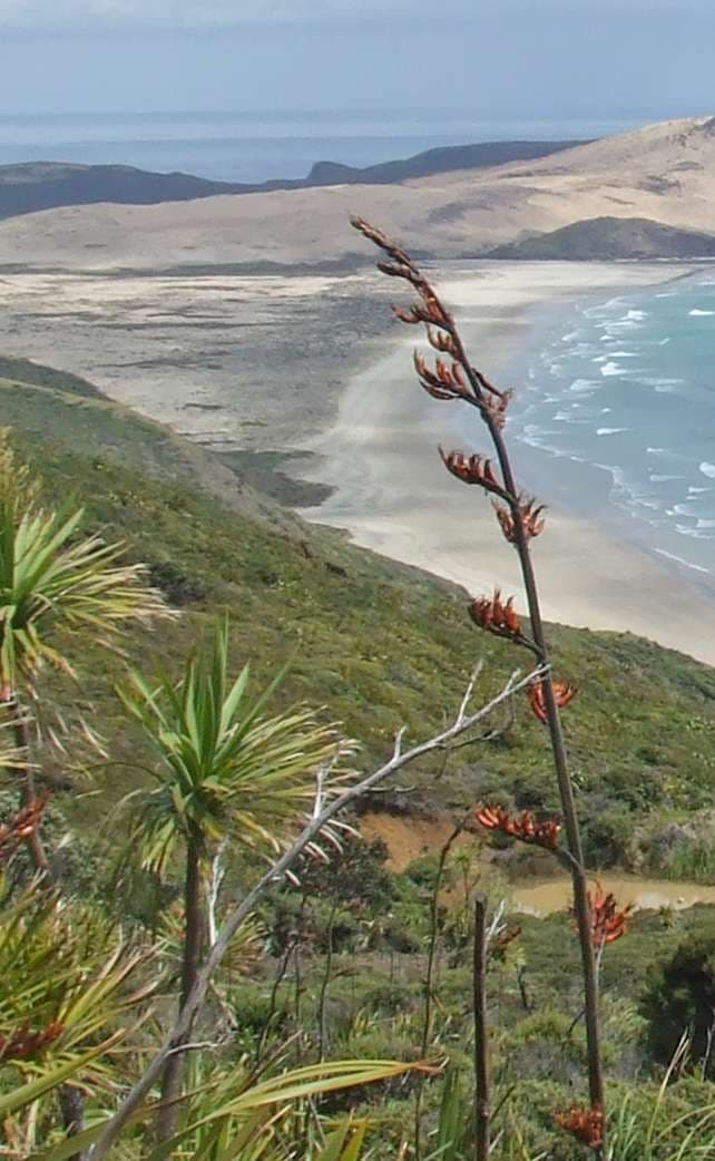 Te Kaunihera o Te Hiku o te Ika - Far North District Council | Drainage Technical Officer (Fixed Term – 12 months)