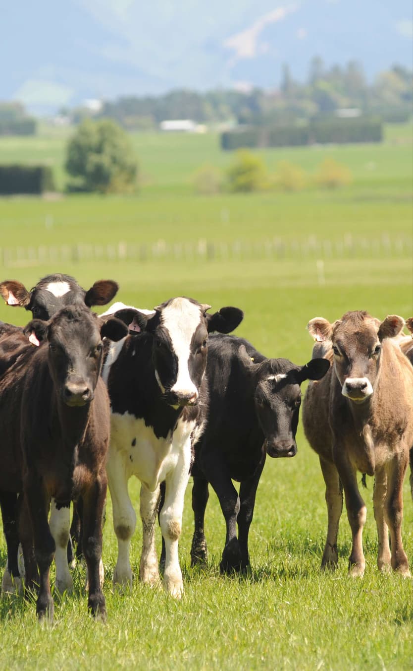 Ministry for Primary Industries | Animal Welfare Inspector